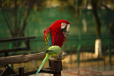 色彩多彩的斯嘉丽麦考肖像和吃坚果的动物园绿鹦鹉野生动物动物群羽毛鸟类热带配种蓝色森林情调公园图片