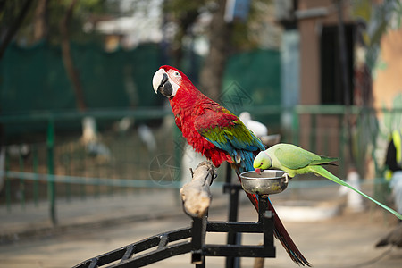 色彩多彩的斯嘉丽麦考肖像和吃坚果的动物园绿鹦鹉公园情调鸟类野生动物丛林眼睛森林羽毛热带金刚鹦鹉图片