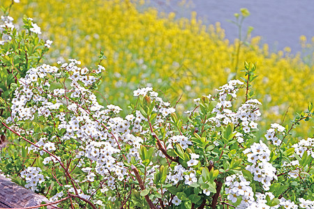 日本的野花 眼镜 河水等自然天然路边开花图片