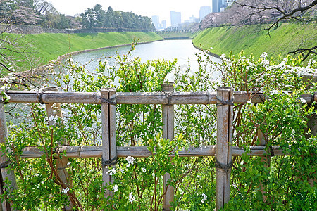 J区路边开花野花 樱花树和河流旅行栅栏植物场地花园花朵树叶生长荒野公园图片