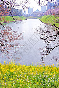 J区路边开花野花 樱花树和河流草地树叶花园栅栏花头花朵场地农村旅行公园图片