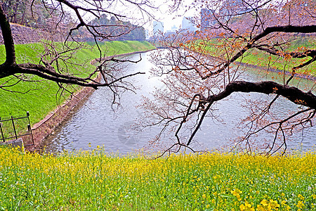 J区路边开花野花 樱花树和河流公园季节木头风景栅栏花朵旅行农村生长树叶图片