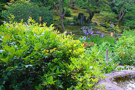 花园日本户外石器装饰 绿色植物和馆室背景