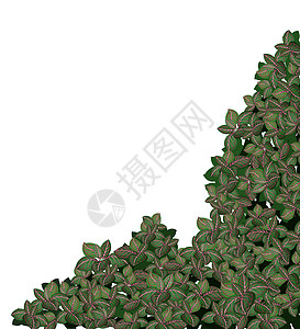绿色苔藓植物卡通图片