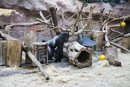 一只大型的黑猩猩和银猩猩 在动物园里跑来跑去玩去濒危荒野哺乳动物强光婴儿孩子毛皮银背男性力量图片
