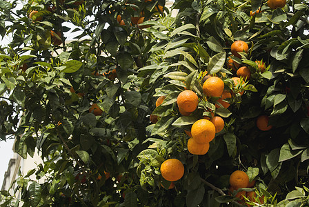 在巴伦西亚 西班牙街道上的橙树 瓦伦西亚街道上结着成熟果实的橘树饮食水果房子环境地标植物花园生长场地城市图片