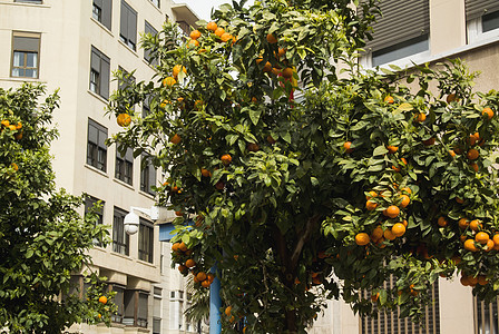 在巴伦西亚 西班牙街道上的橙树 瓦伦西亚街道上结着成熟果实的橘树城市热带场地生长晴天房子叶子环境花园地标图片
