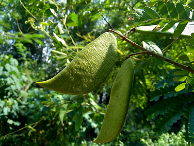 与自然背景 这种在印度尼西亚的植物被用作饮料和草药宏观荒野昆虫健康心脏翅膀药物草本植物幼苗橙子图片