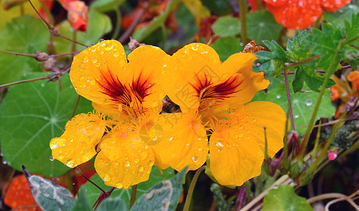 花园中的黄花花和双滴水滴子背景图片
