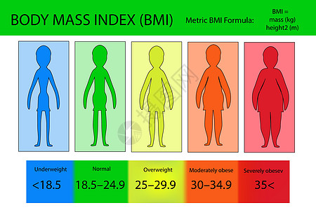 从体重不足到极度肥胖的体重指数向量图片