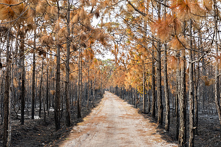 热带森林中野火燃烧的树木踪迹通道树干衬套干旱植物公园地球人行道松树图片