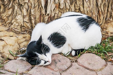 我们天性中可爱的朋友是猫猫哺乳动物睡眠虎斑动物猫科动物宠物友谊头发小猫毛皮图片