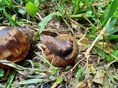 具有自然背景的Snails非洲巨型蜗牛边缘塔生产荒野花园野生动物田螺环境粘液土地大蜗牛速度图片