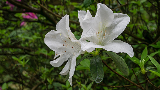 花园中美丽的白沙莉亚花卉叶子植物植物群花瓣绿色白色花束图片