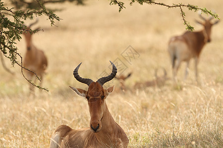在荒野中最纯洁的动物群哺乳动物群居羚羊大头鱼喇叭警报栖息地环境狍子图片