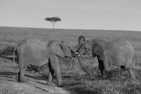 大象鼻子博茨瓦纳非洲高清图片