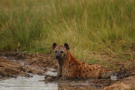 野外的土狼野生动物大草原鬣狗动物红花哺乳动物草原动物群荒野动物园图片