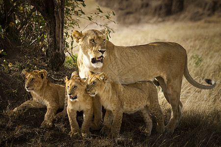 肯尼亚狮子在野外的狮子幼熊爪子野生动物栖息地大草原婴儿动物群地区游戏动物母亲背景