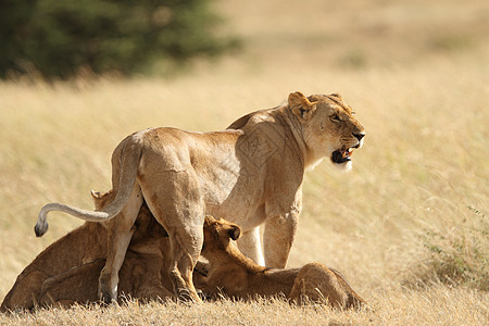 肯尼亚狮子在野外的狮子幼熊栖息地游戏荒野哺乳动物动物园野生动物母亲野猫大草原食肉背景