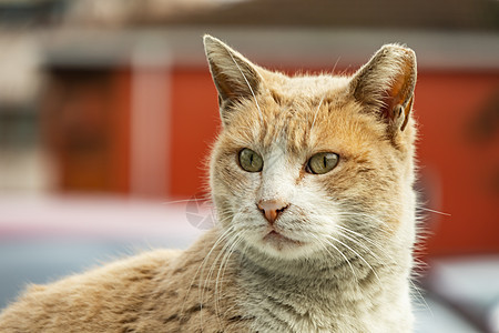 我们天性中可爱的朋友是猫猫猫咪绘画小猫毛皮哺乳动物猫科动物虎斑眼睛头发睡眠背景图片