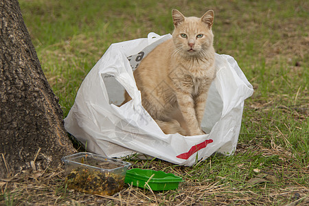 我们天性中可爱的朋友是猫猫猫咪毛皮头发动物猫科动物虎斑友谊小猫宠物卡通片图片