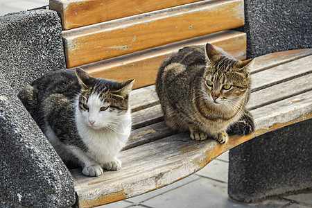 我们天性中可爱的朋友是猫猫哺乳动物虎斑绘画动物卡通片睡眠眼睛猫咪小猫头发背景图片