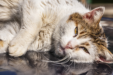 我们天性中可爱的朋友是猫猫宠物虎斑头发毛皮睡眠友谊猫科动物哺乳动物动物小猫图片