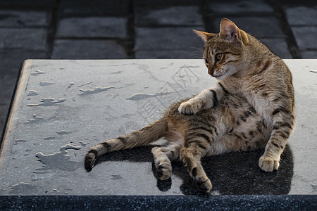 我们天性中可爱的朋友是猫猫头发毛皮宠物动物虎斑哺乳动物猫咪猫科动物眼睛友谊图片