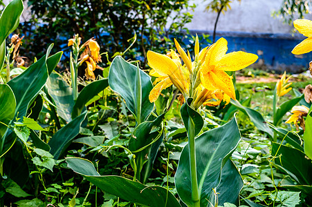 醇厚黄色马蹄莲 Arumlily 多年生草本雏菊开花植物 夏季盛开 春末至秋中期花园中树枝末端开出芬芳的柠檬黄色花朵柔软度草地植图片