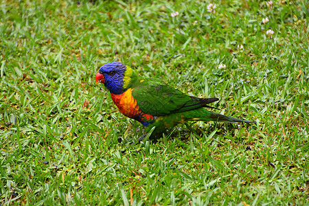 两个彩虹萝莉基 在草地上吃种子橙子鹦鹉野生动物休息蓝色羽毛眼睛热带鸟类异国背景图片