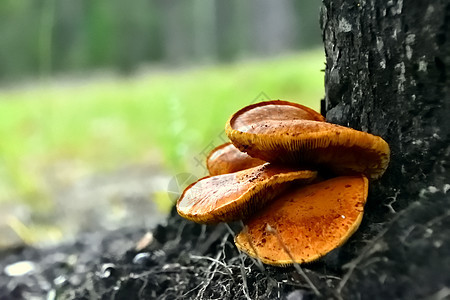 一群野生的蜂蜜蘑菇 在树底生长木头宏观森林苔藓植物腐烂红色菌类树桩棕色图片