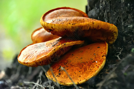 一群野生的蜂蜜蘑菇 在树底生长季节荒野橙子菌类植物绿色红色木头森林树桩图片