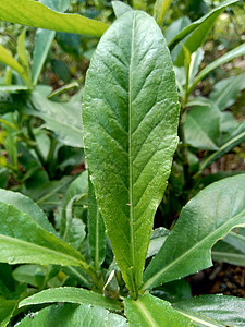 多年生母猪 田间奶蓟 田间苦苣菜 多年生母猪蓟 玉米母猪蓟 dindle 猪杂草 猪蓟 树母蓟 有益于伤口 癌症 咳嗽植物黄疸花图片