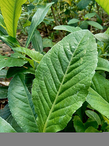 多年生母猪 田间奶蓟 田间苦苣菜 多年生母猪蓟 玉米母猪蓟 dindle 猪杂草 猪蓟 树母蓟 有益于伤口 癌症 咳嗽杂草胃肠道图片