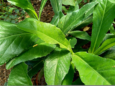 多年生母猪 田间奶蓟 田间苦苣菜 多年生母猪蓟 玉米母猪蓟 dindle 猪杂草 猪蓟 树母蓟 有益于伤口 癌症 咳嗽肠草感染野图片