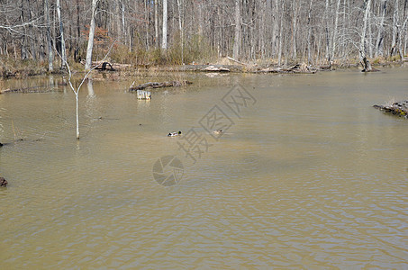 池塘中的鸭子或带树的湿地湖中的鸭子树木水禽动物鸟类野生动物游泳图片