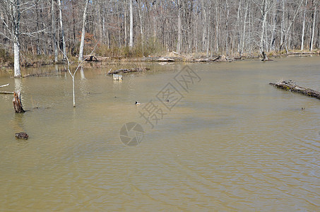 池塘中的鸭子或带树的湿地湖中的鸭子鸟类树木水禽游泳动物野生动物图片