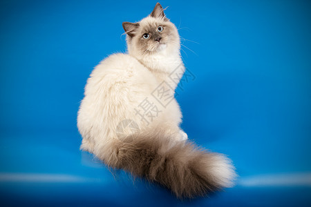 彩色背景的Neva化装猫动物头发虎斑小猫摄影师乐趣蓝色猫咪白色宠物背景图片