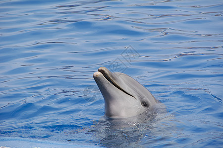 友善的海豚对世界微笑脚蹼洗发水动物潜水游泳海洋生物哺乳动物游戏海洋瓶子图片