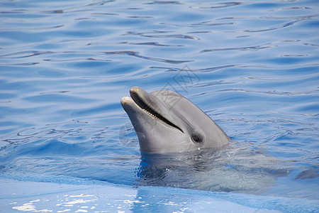 友善的海豚对世界微笑洗发水鲨鱼脚蹼海洋生物游泳瓶子哺乳动物水族馆鼻子动物图片