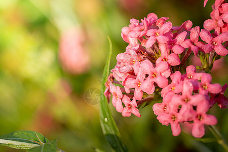 五颜六色的花的背景图片生长紫色花束季节花瓣宏观植物粉色植物群背景图片