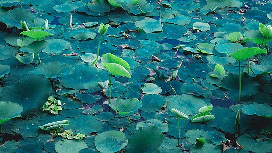 蓮荷湿地池塘水面上的绿莲荷花花 杂色的叶子水生植物有机体 灵性冥想和平灵性象征 宁静背景装饰农田瑜伽气泡植物生物学生长花瓣荷花阳光蓝背景