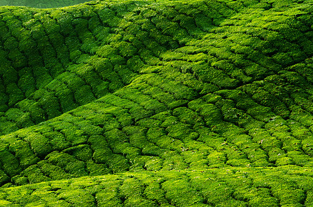 金马伦高兰的茶园场地种植园生长农田高地土地植物草地植物群旅行图片