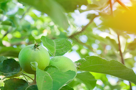 未完成绿苹果叶子水果生长季节农业花园果园植物收成生产图片