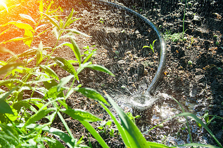 花园灌溉系统的灌溉系统水分草皮公园园林草地花朵园艺软管环境喷雾器图片