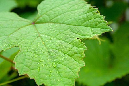 葡萄叶滴水滴树叶生长藤蔓农业葡萄园雨滴植物宏观液体背景图片