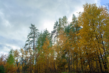 秋天森林金秋森林晴天季节太阳树木橙子金子风景环境全景树叶背景