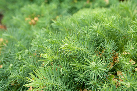 溢出囊状草环境植物学阳光公园植物群树叶花园草地乳白色叶子图片