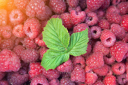 草莓绿叶收成叶子宏观甜点饮食浆果团体食物植物水果图片