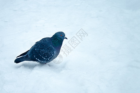 雪中鸽子图片
